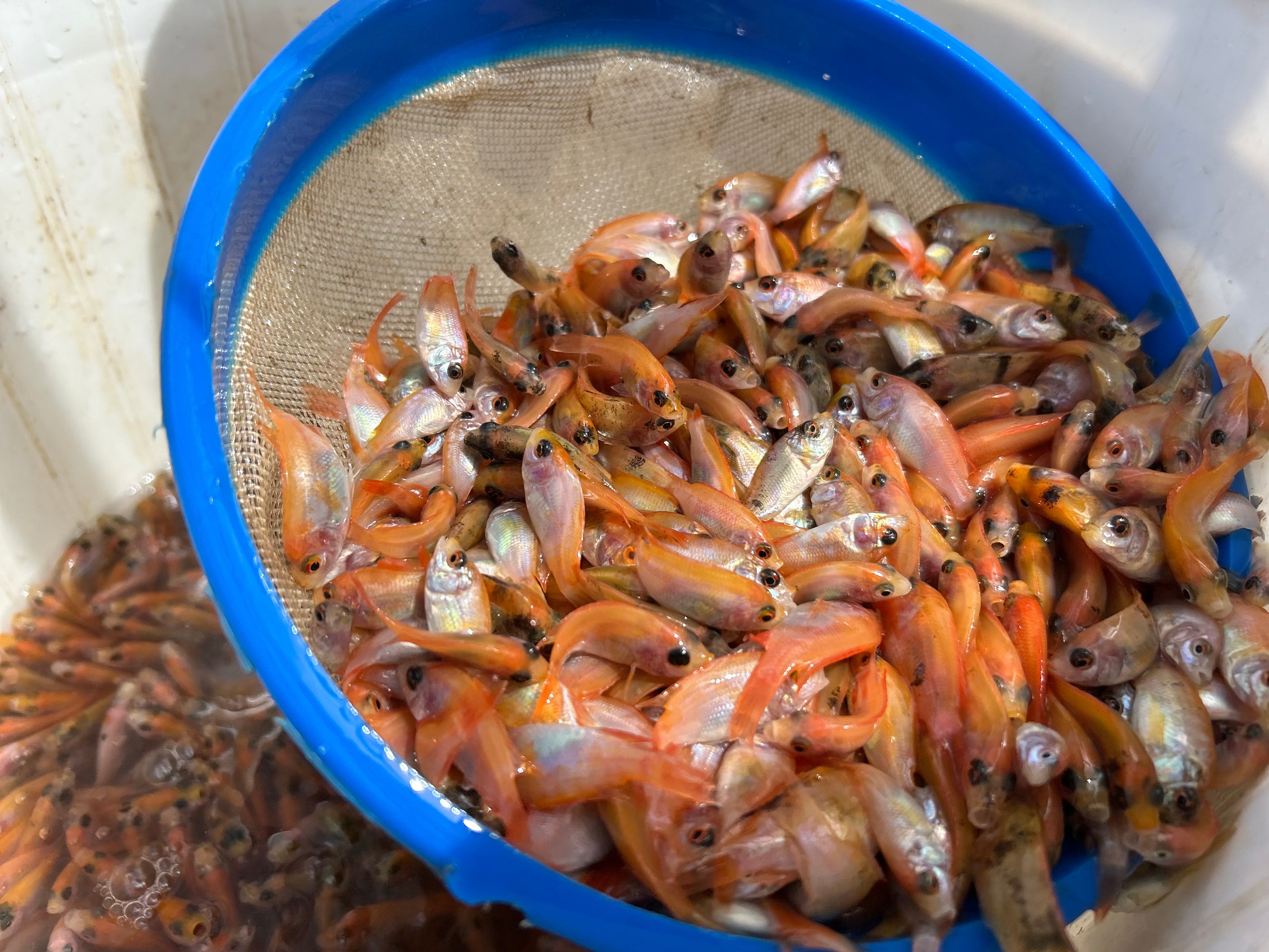 Alevines de tilapia roja